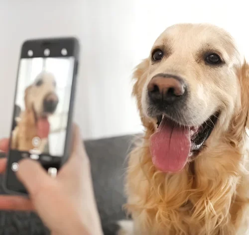 frases para foto com cachorro