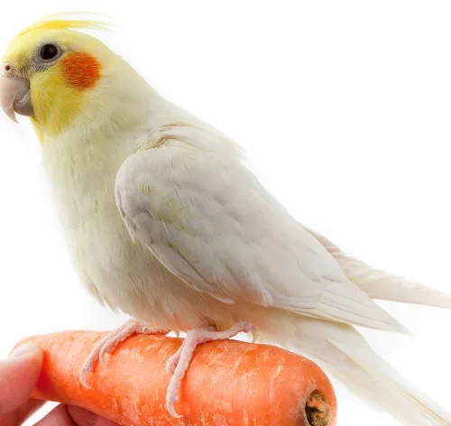 calopsita pode comer cenoura