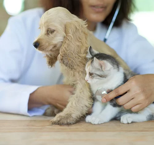 Ficha técnica Bravecto: antipulgas e carrapatos para cães e gatos 2