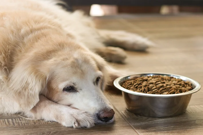 cachorro sem apetite ao lado do comedouro