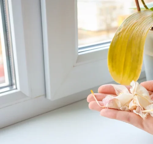 como recuperar orquídea doente