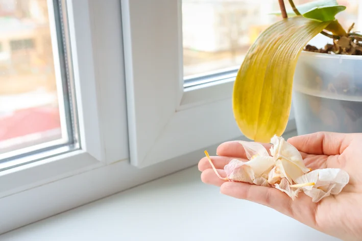 como recuperar orquídea doente