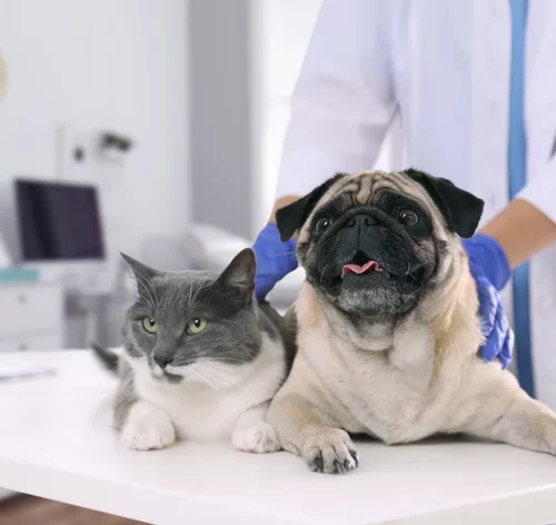 doxitec antibiótico para cães e gatos