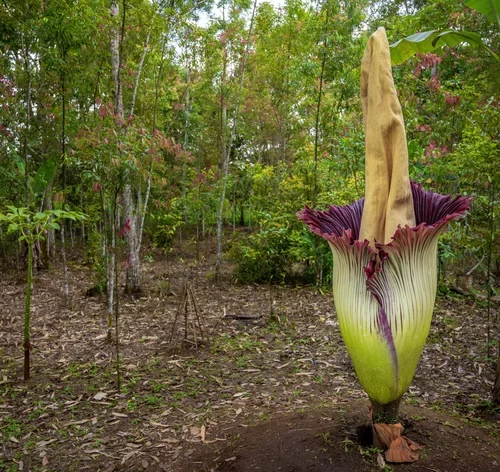 flor-cadáver na natureza