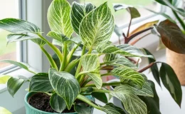 philodendron no vaso