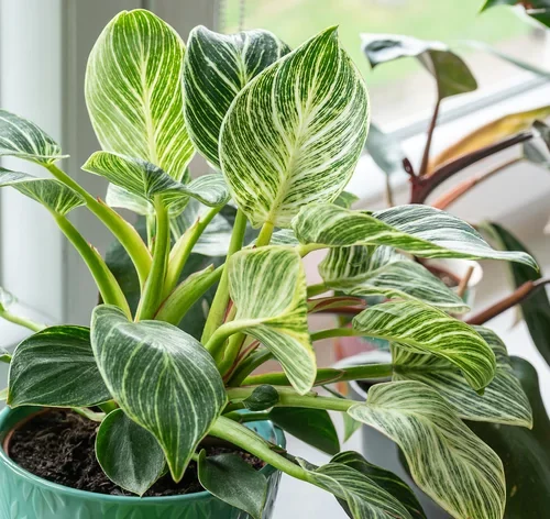 philodendron no vaso