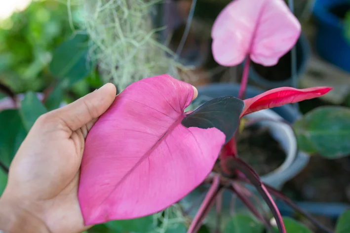 Philodendron Pink Princess com folha rosa