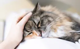 Gato de pelagem cinza e listrada descansando e sendo acariciado, transmitindo tranquilidade e aconchego.