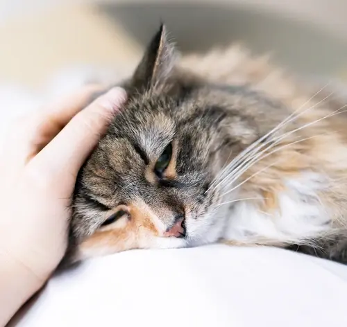 Gato de pelagem cinza e listrada descansando e sendo acariciado, transmitindo tranquilidade e aconchego.