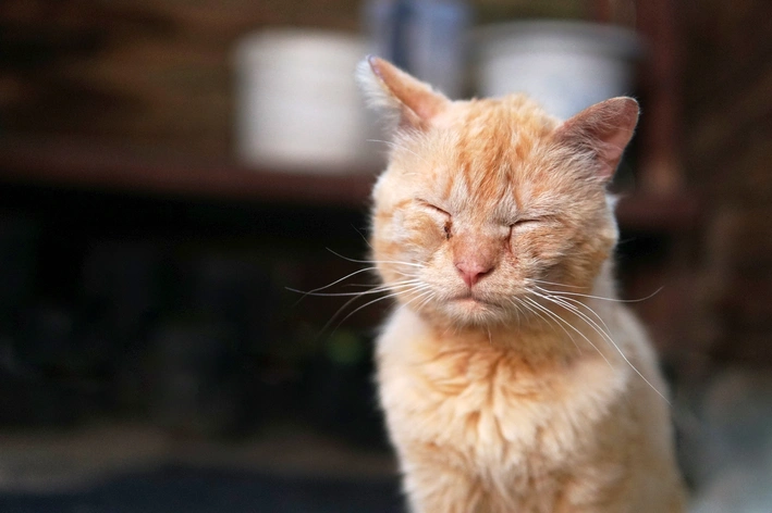 Gato laranja com olhos fechados, apresentando uma expressão de tranquilidade, em ambiente interno com fundo levemente desfocado.