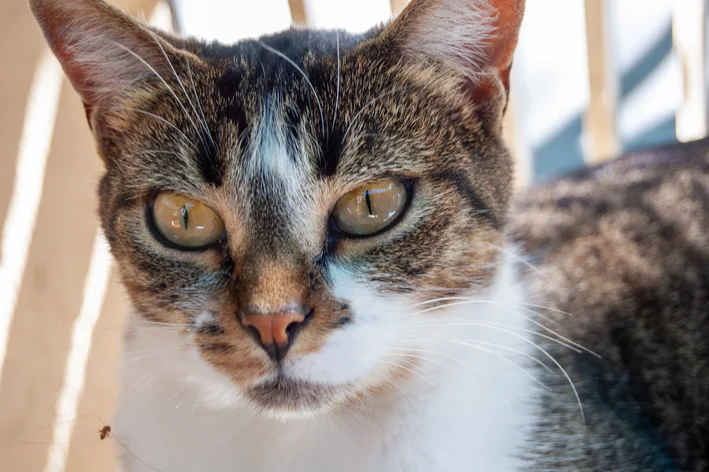 doença de gato nos olhos humanos
