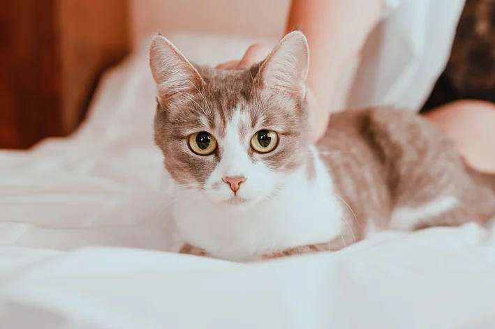 perguntas sobre toxoplasmose nos olhos