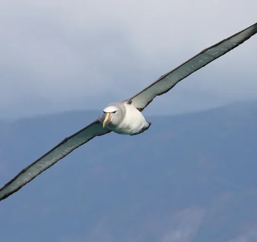 albatroz