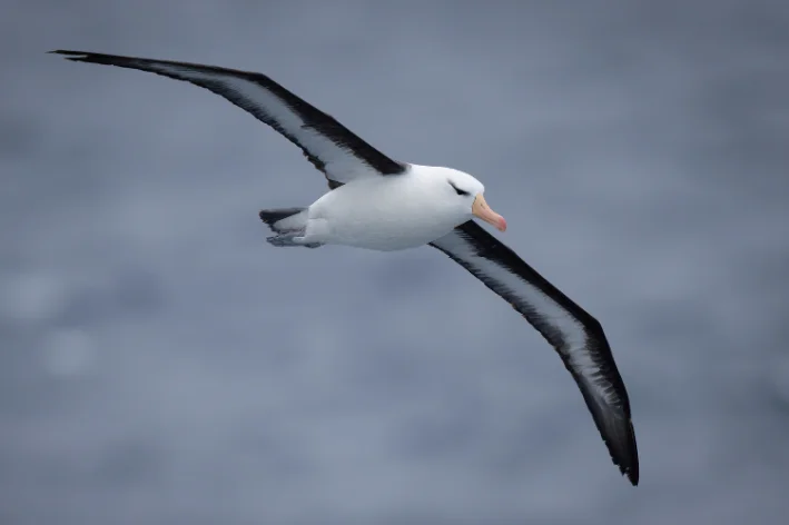 curiosidades sobre aves marinhas