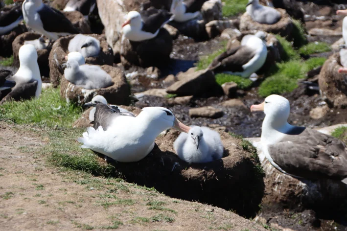 aves marinhas