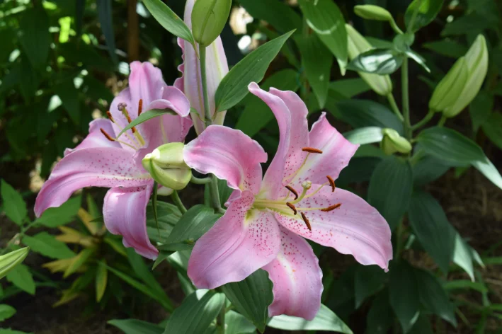 Lilium 'Josephine'