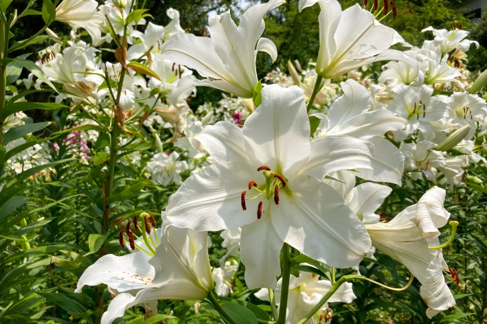 Lilium 'Casa Blanca'