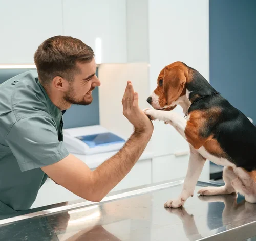 Veterinário brincando com o cachorro após dar prediderm