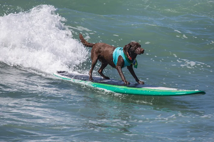 cacau labradora praticando surf dog