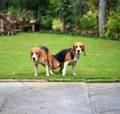 cachorros grudados no parque
