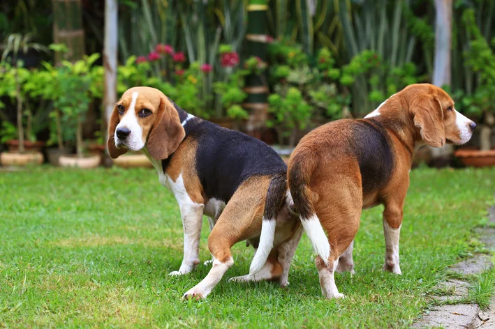 cachorros grudados em lados opostos