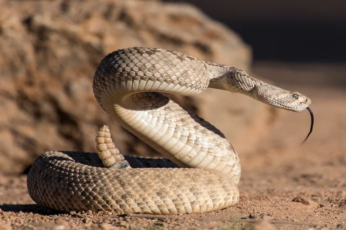 cobra cascavel enrolada