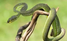 coletivo de cobras na natureza