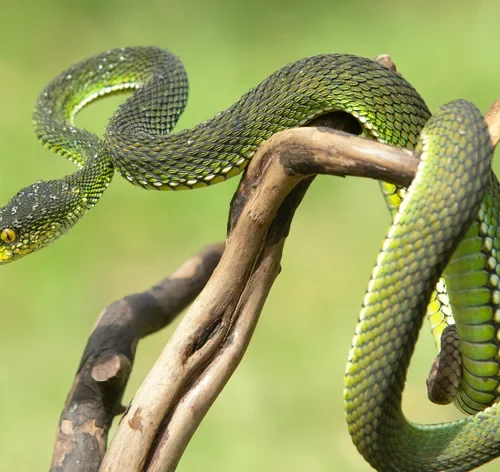 coletivo de cobras na natureza