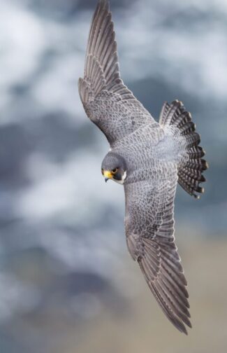 Falcão peregrino um dos animais mais rápidos do mundo