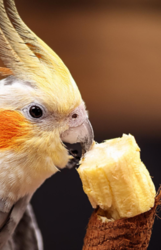 calopsita pode comer mandioca