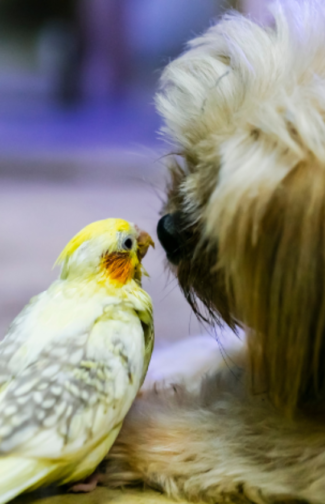 calopsita pode comer ração de cachorro (1)