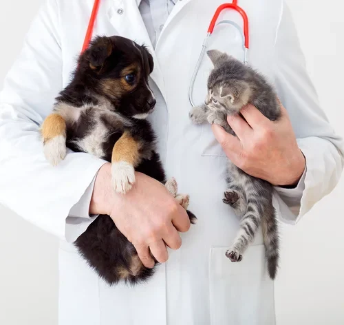 veterinário segurando cachorro e gato