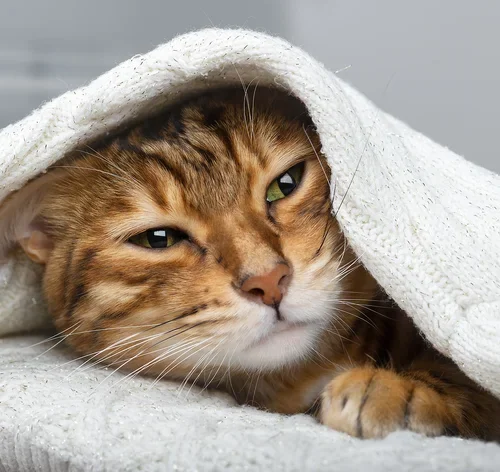 gato com doença do gato no olho com sensibilidade à luz
