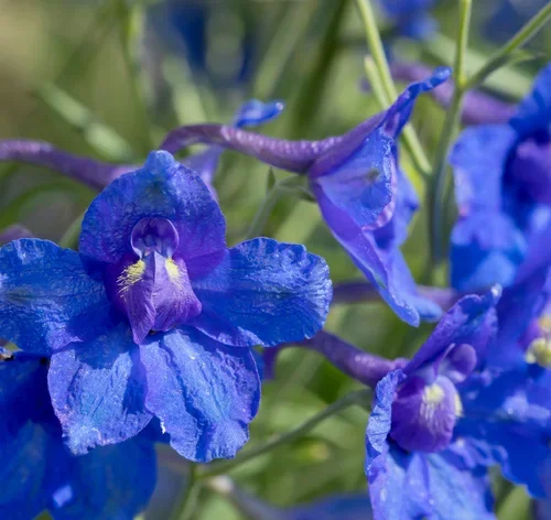pétalas de defino, a flor de julho