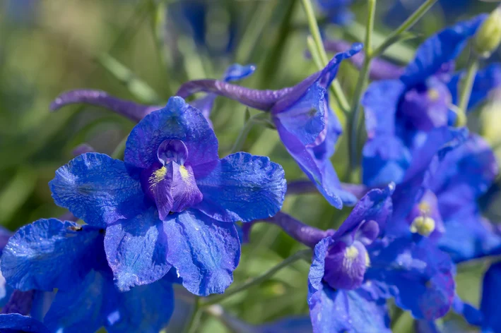 pétalas de defino, a flor de julho