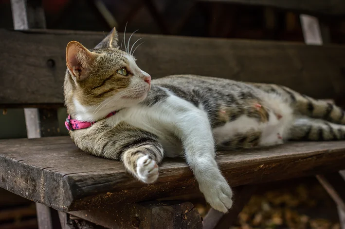 gata deitada no banco