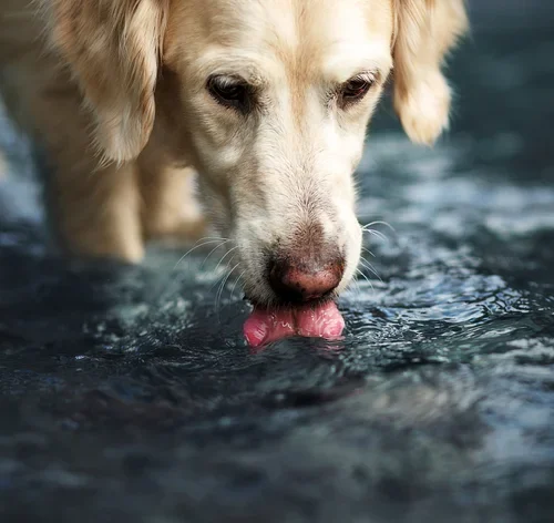 Cachorro com hepatite infecciosa canina bebendo água