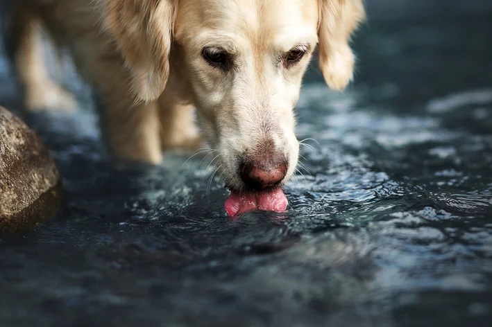 Cachorro com hepatite infecciosa canina bebendo água