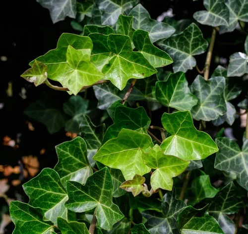 folhas de planta-hera