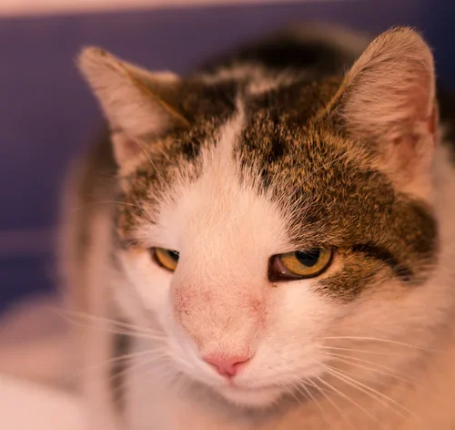 gato com tumor no nariz