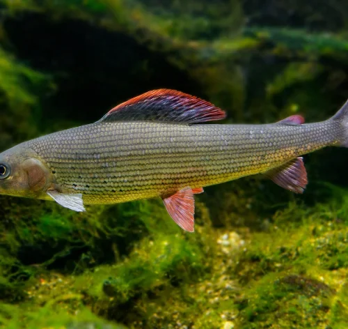 peixe faz xixi