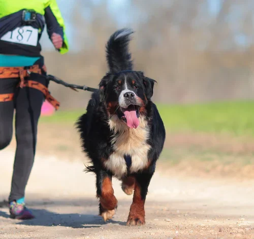 Cachorro participando de canicross