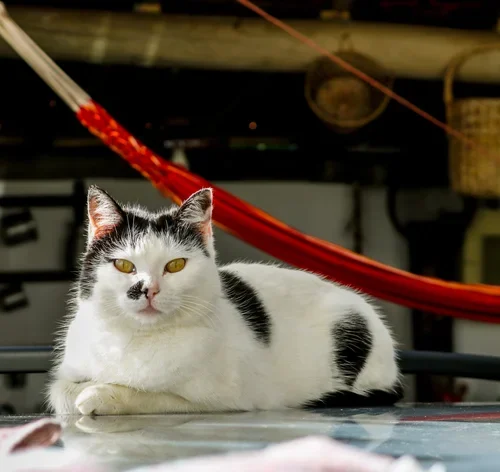 gato com vitiligo em casa