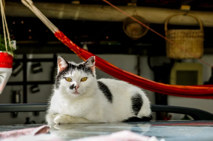 gato com vitiligo em casa