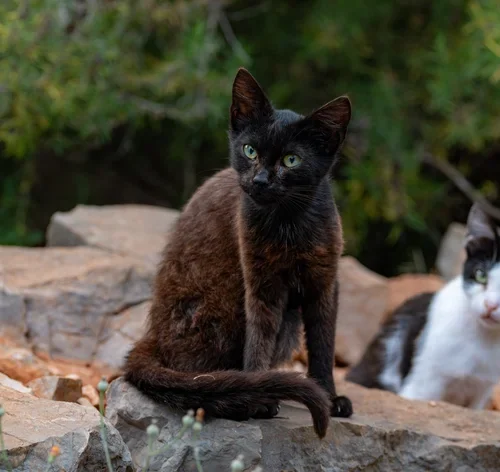 gatos selvagens na ilha