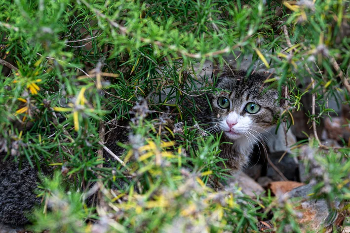 pet escondido na ilha dos gatos