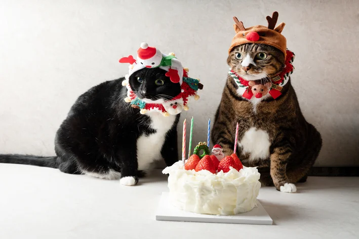 legendas para fotos de aniversário de gatos