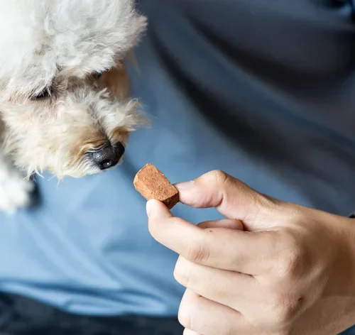 tutor oferecendo nexgard tablete para o cão