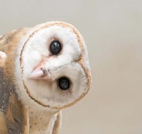 qual animal você seria na vida passada. Coruja