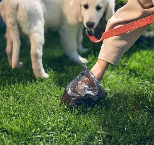 tutor pegando fezes de cachorro